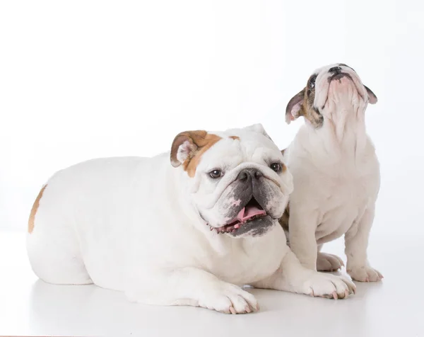 Yetişkin ve köpek yavrusu bulldog — Stok fotoğraf