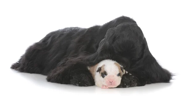 Orphaned puppy being raised by surrogate mother — Stock Photo, Image