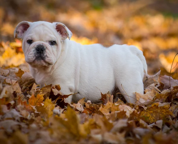 Filhote de cachorro jogando fora no outono — Fotografia de Stock