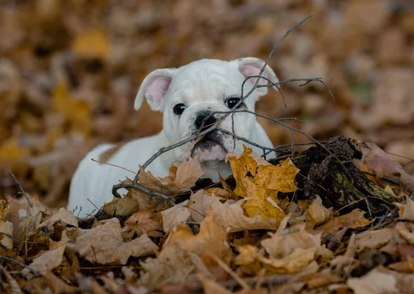 秋に外で遊ぶ子犬 — ストック写真