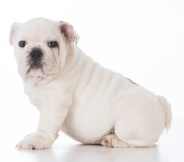 Mannelijke bulldog pup — Stockfoto