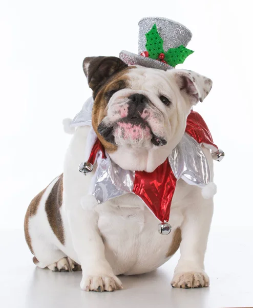 Cão vestido para o Natal — Fotografia de Stock