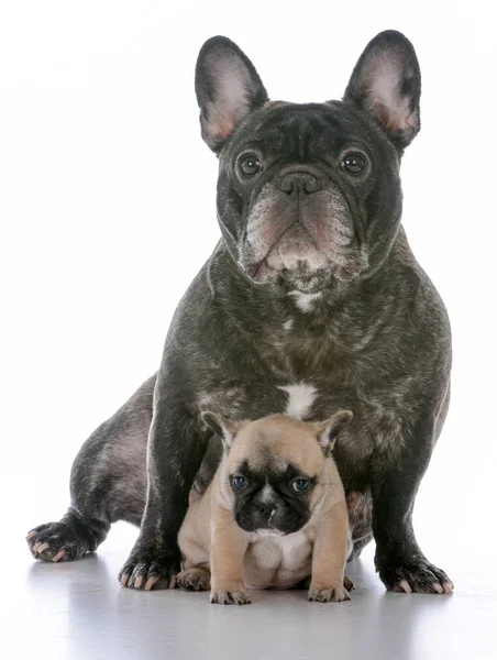 Madre e hija bulldogs franceses — Foto de Stock