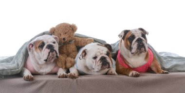 köpek pijama partisi