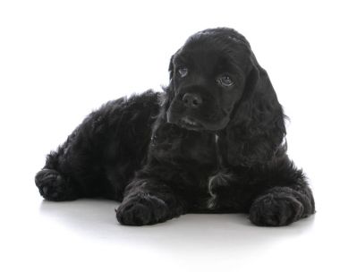 Amerikan cocker spaniel köpek yavrusu