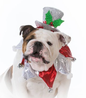Noel için giyinmiş köpek