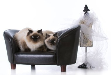 iki ragdoll kedi