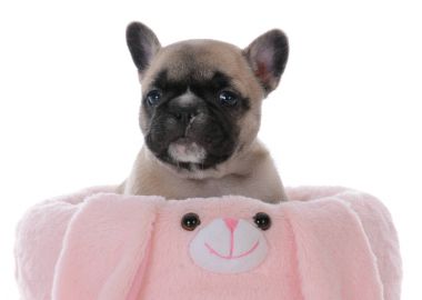 Fransız bulldog köpeği.