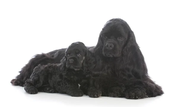 Anne ve kızı köpekler — Stok fotoğraf