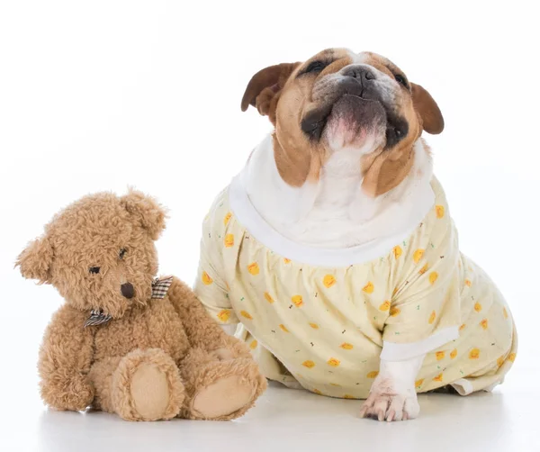 De hond brengen naar bed — Stockfoto