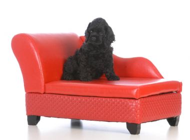 kanepede döşenmesi köpek
