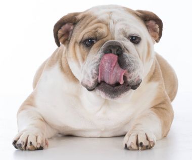 köpek yalamaya dudaklar