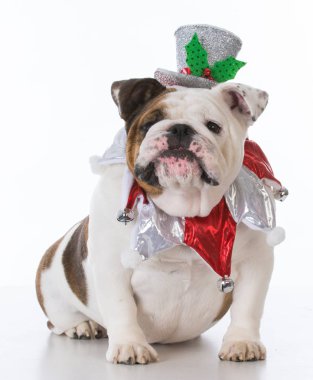 Noel için giyinmiş köpek