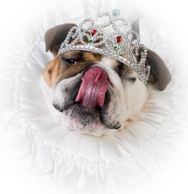 şımarık dişi köpek