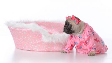 yavru bir köpek yatakta