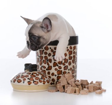 kurabiye kavanozu içinde köpek yavrusu