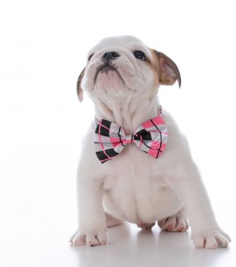 çok güzel erkek köpek yavrusu