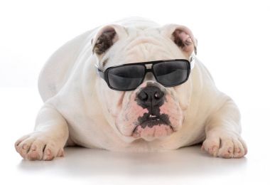 güneş gözlüğü takmış erkek bulldog
