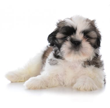 oturma sevimli erkek shih tzu puppy