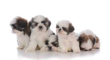 çöp beş shih tzu yavrusu