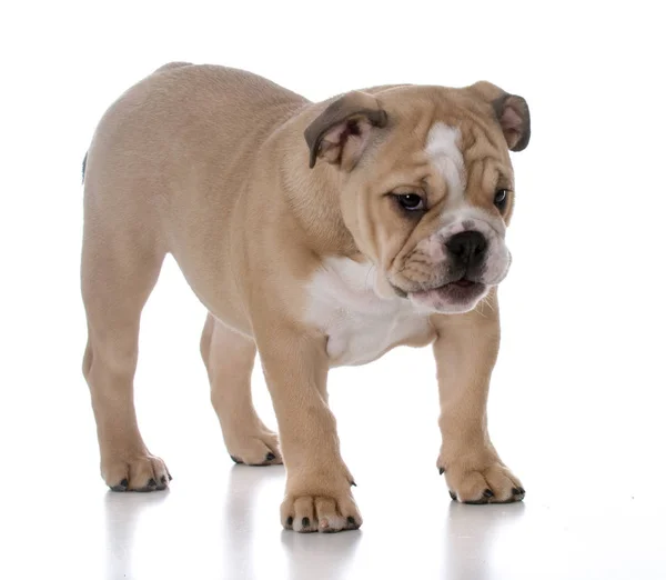 Lindo bulldog cachorro —  Fotos de Stock