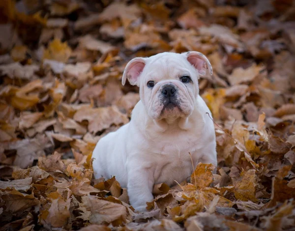 Cachorro jugando al aire libre en otoño —  Fotos de Stock
