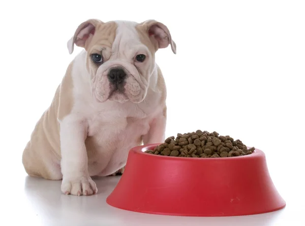 Feeding the puppy — Stock Photo, Image