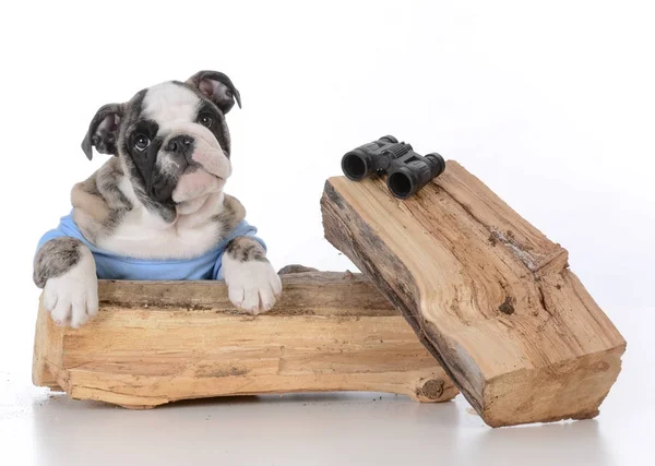 Fågelskådning hund — Stockfoto