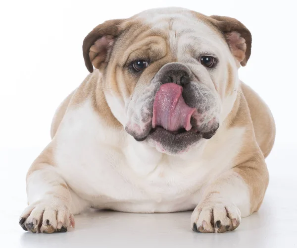 Dog licking lips — Stock Photo, Image