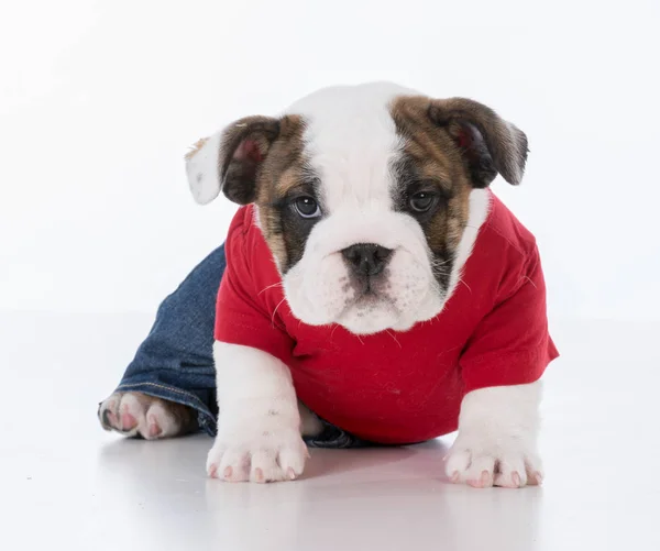 Cute puppy wearing clothing — Stock Photo, Image