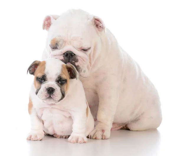 Mor och son hundar — Stockfoto