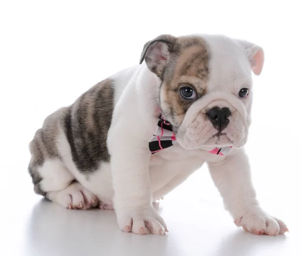 Schattig mannelijke puppy — Stockfoto