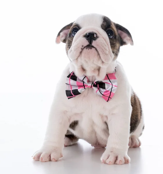 Schattig mannelijke puppy — Stockfoto