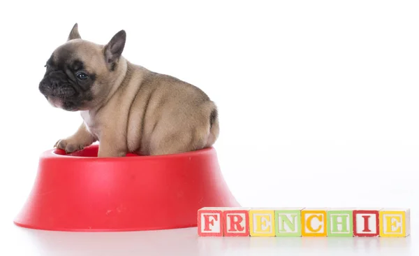 Lindo cachorro en un tazón de comida — Foto de Stock