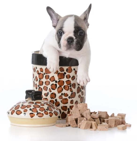 Puppy inside cookie jar — Stock Photo, Image