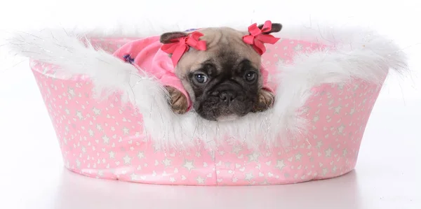 Puppy in a dog bed — Stock Photo, Image