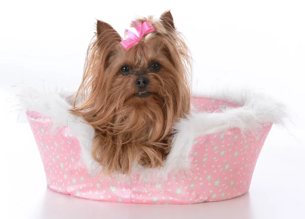 Yorkshire terrier female in a dog bed — Stock Photo, Image