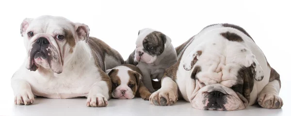 Familia de perros con cachorros — Foto de Stock