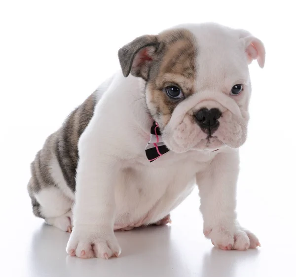 Cute male puppy — Stock Photo, Image
