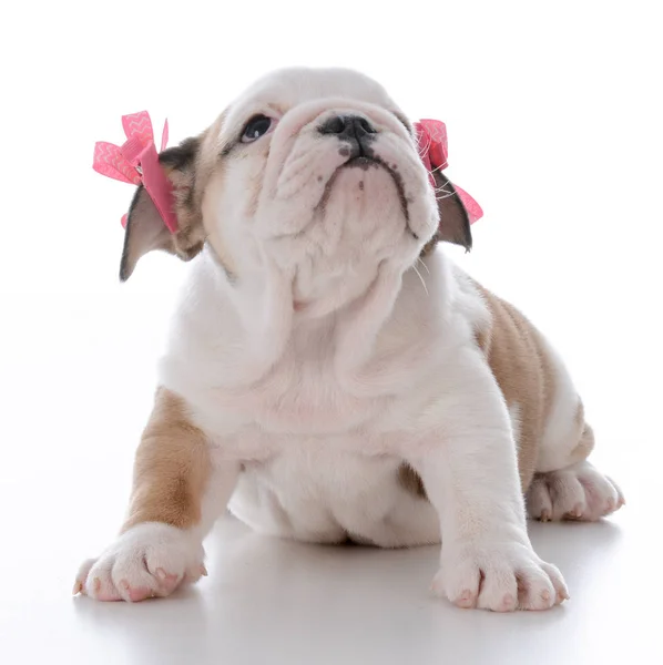 Schattige vrouwelijke puppy — Stockfoto