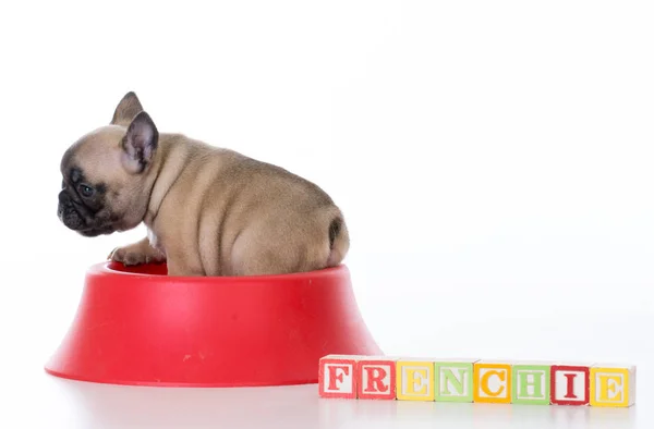 Lindo cachorro en un tazón de comida — Foto de Stock