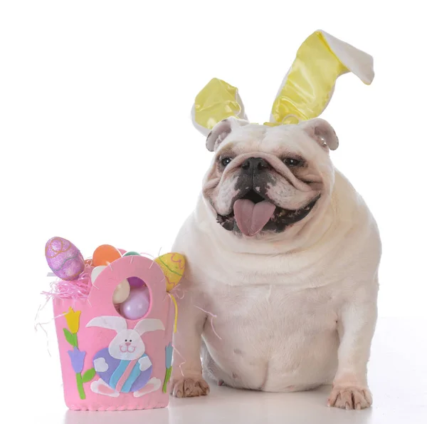 Pes, oblečená pro Velikonoce — Stock fotografie