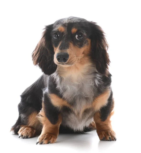 Μικροσκοπικό είδος γερμανικού κυνηγετικού σκύλου κάθεται — Φωτογραφία Αρχείου