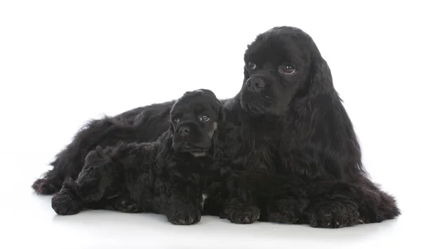 Mother and daughter dogs — Stock Photo, Image