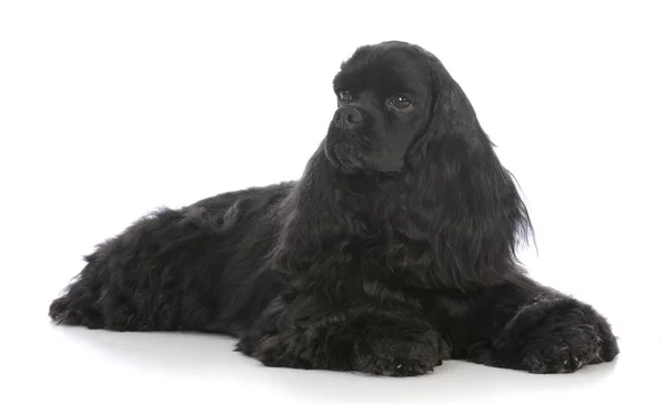 Piękny czarny cocker spaniel Kobieta — Zdjęcie stockowe