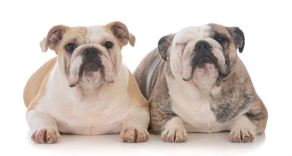 Daughter and mother bulldogs — Stock Photo, Image