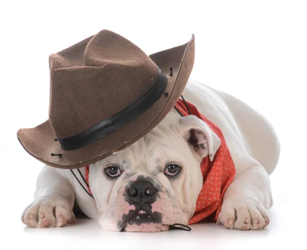 Bouledogue mâle portant un chapeau occidental — Photo