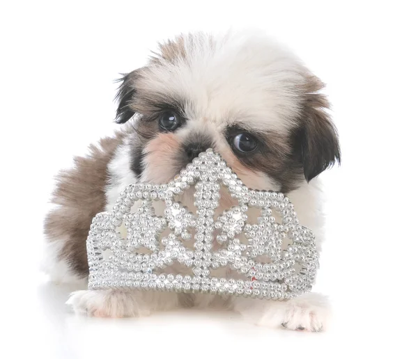 Vrouwelijke shih tzu pup leggen binnen tiara — Stockfoto