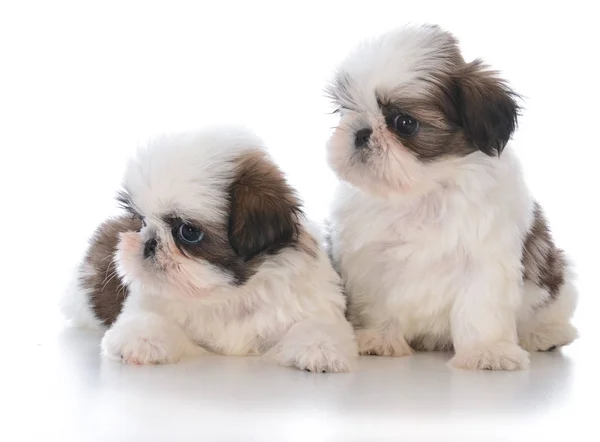 Zwei shih tzu Welpen Wurfpartner — Stockfoto