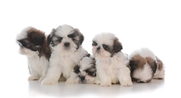 Litter of five shih tzu puppies — Stock Photo, Image